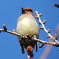 Japanese Waxwing